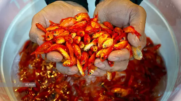 ماهی قرمز را در طبیعت رها نکنیم / مکان مناسب برای رهاسازی الزامی است