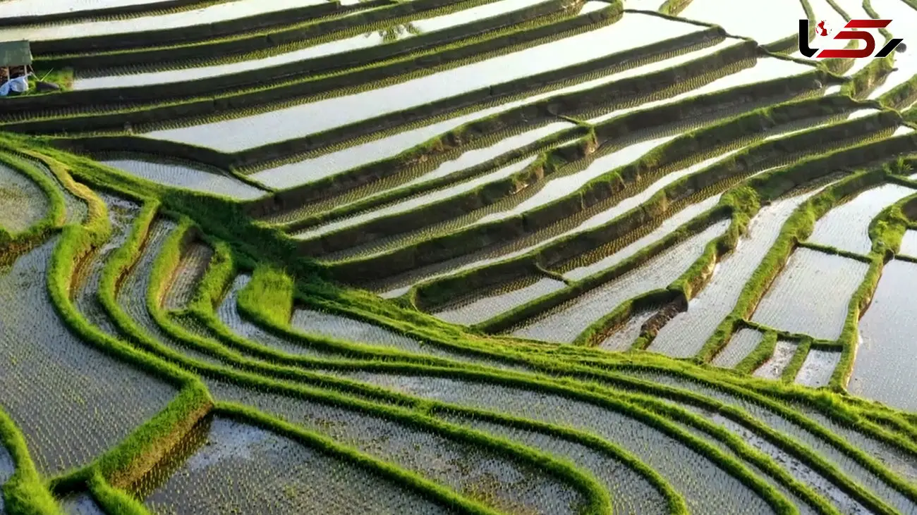 ببینید / نماهنگ بی کلام و آرامش بخش با تصاویری از جزیره بالی + فیلم 