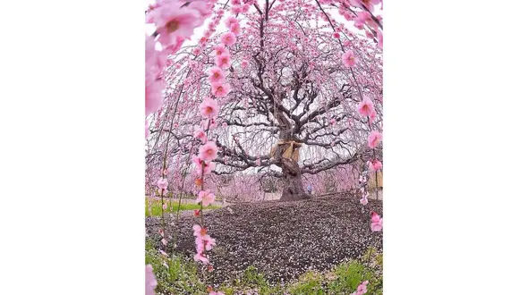 فال امروز 29 فروردین + فیلم