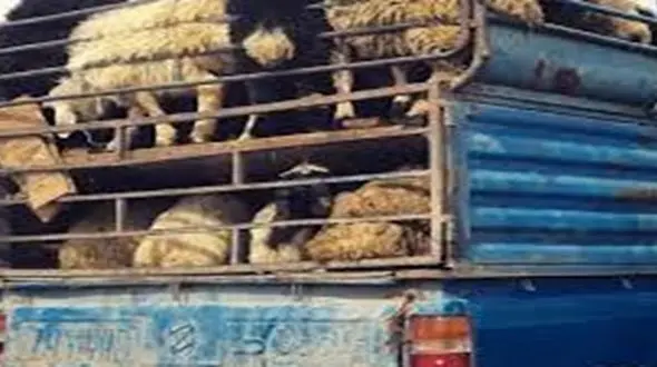 دستگیری دزدان دام  گرمسار 