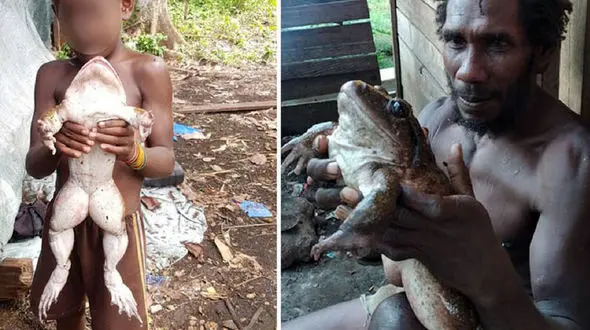 این قورباغه هرکول شکارچی را غافلگیر کرد + فیلم 