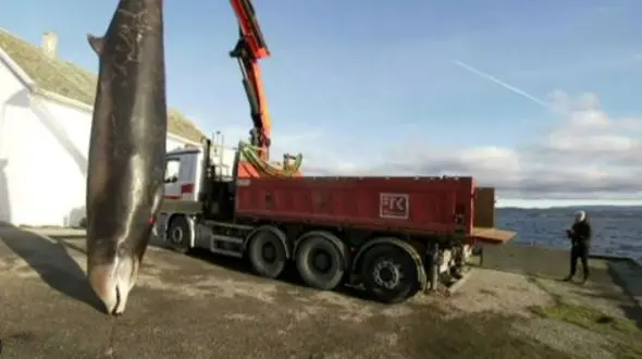 این نهنگ گرسنه با خوردن کیسه های پلاستیکی مرد+تصاویر