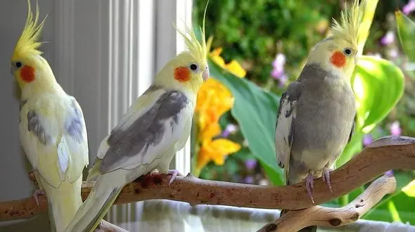 پرورش حیوانات در منزل چگونه است؟