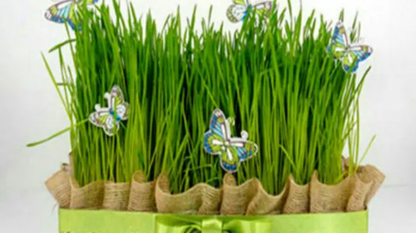 بهترین زمان برای کاشت سبزه