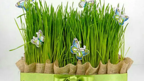 بهترین زمان برای کاشت سبزه
