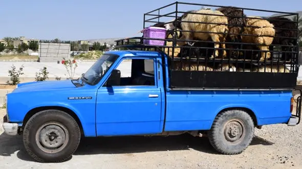کشف دام قاچاق میلیاردی در ممسنی