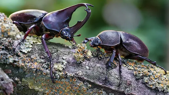 10 حشره عجیب دنیا که باورشان سخت است! + فیلم و عکس