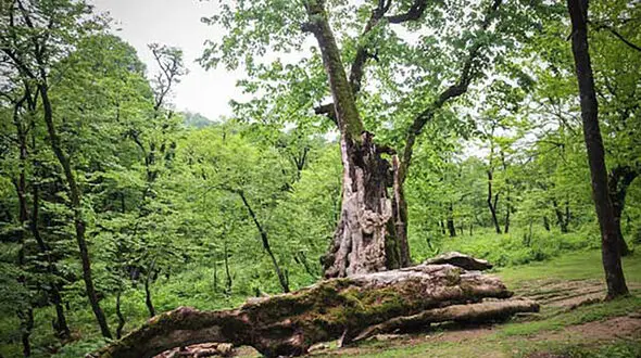 سالروز ثبت جنگل‌های هیرکانی در فهرست یونسکو؛ پاسداشت میراثی میلیون‌ها ساله
