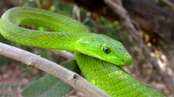 خطرناک ترین و مرگبار ترین حیوانات جهان را ببینید + فیلم و عکس