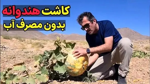فیلم کشاورزهای خراسان جنوبی به این شکل هنداونه را بدون مصرف آب کشت و برداشت می کنند!