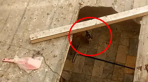 وقتی نجات جان گربه، در دستور کار آتش نشانی نبود / خبرنگاران و یک شهروند، جان حیوان گرفتار را نجات دادند + فیلم