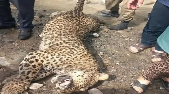 پلنگ دیگری در ایران کشته شد/ سازمان محیط زیست همچنان بی‌برنامه در برابر گربه سان در معرض انقراض + فیلم