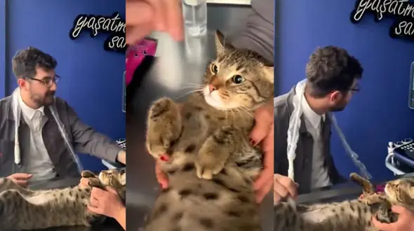مراحل جالب سونوگرافی کردن گربه + فیلم 