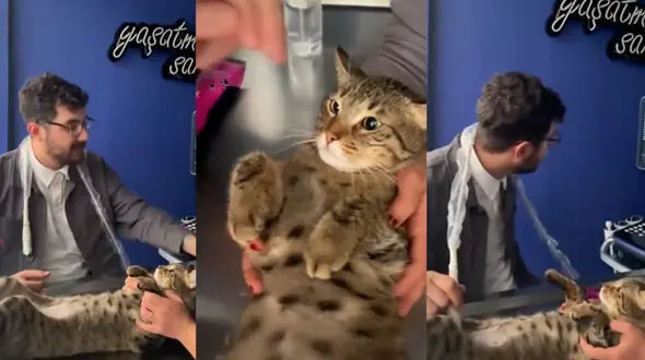 مراحل جالب سونوگرافی کردن گربه + فیلم 
