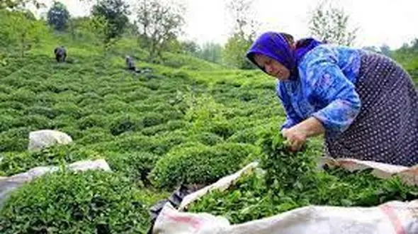  هر کیلو چای سفید یک میلیون و 200 هزار تومان