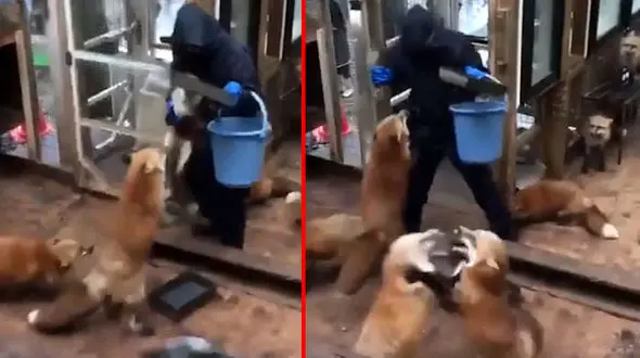 حرکات عجیب روباه های گرسنه پس از دیدن سطل غذا + فیلم