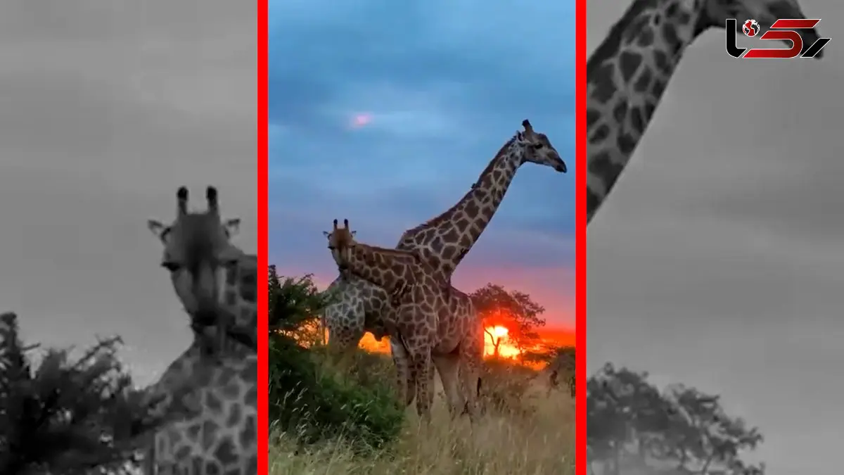 فیلم نمایی زیبا از زرافه جوان در غروب
