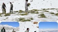 توزیع علوفه خشک در پناهگاه حیات وحش سفید کوه ازنا