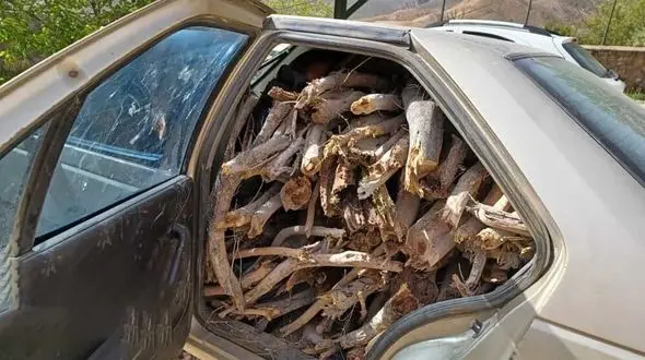 شگرد جدید قاچاق‌چیان چوب؛ حمل با خودروهای شاسی‌بلند! 

