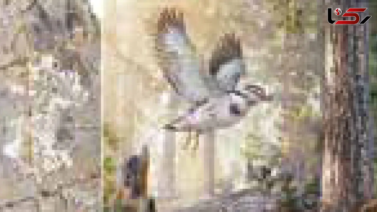 کشف فسیل پرنده 127 میلیون ساله + عکس