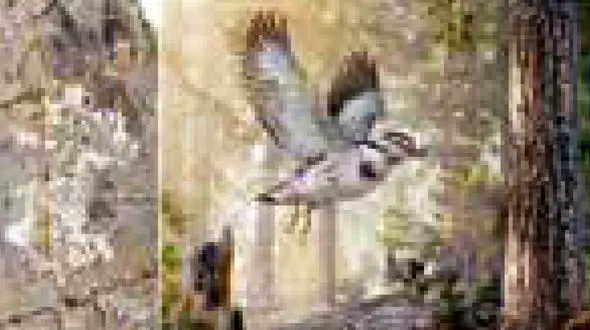 کشف فسیل پرنده 127 میلیون ساله + عکس