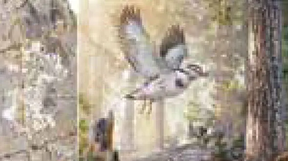 کشف فسیل پرنده 127 میلیون ساله + عکس