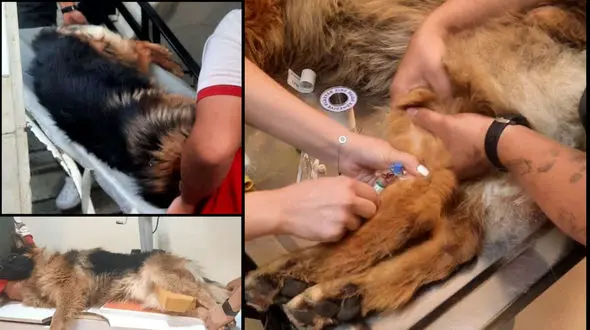 فیلم / این سگ های قهرمان در جنگ 12 روزه شاهکار کردند ! / ببینید خودشان هم زخمی شدند و ترکش خوردند