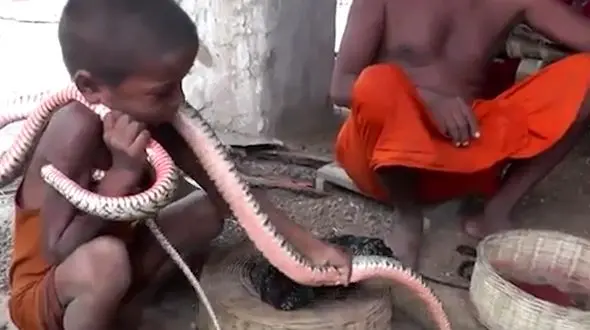در این دهکده کودکان از 2 سالگی با مارهای سمی زندگی می کنند!+فیلم