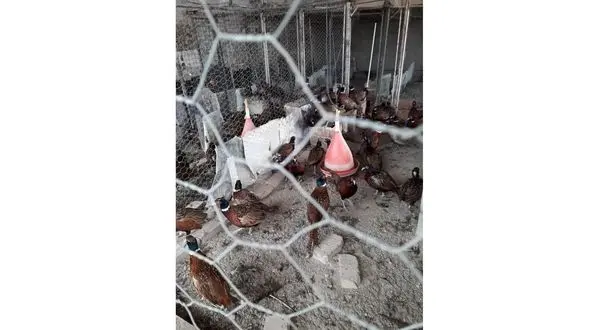  کشف صدها قرقاول بدون رعایت ضوابط و استانداردهای محیط زیستی  