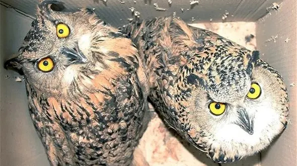 برخورد پلیس اماکن قم با فروشندگان جانوران وحشی 