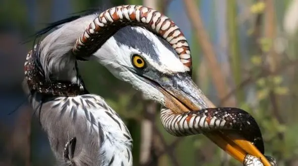 حواصیل آبی و شکار مار؛ داستان جالب یک تصویر + فیلم