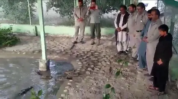 فیلم دوستی یک کودک بلوچ با تمساح های خطرناک + جزییات