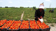سرمایه‌گذاری ۲۰۰ میلیون یورویی کره جنوبی در کشاورزی ایران