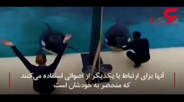 این نهنگ قاتل صدای آدم رو تقلید می کند! + فیلم
