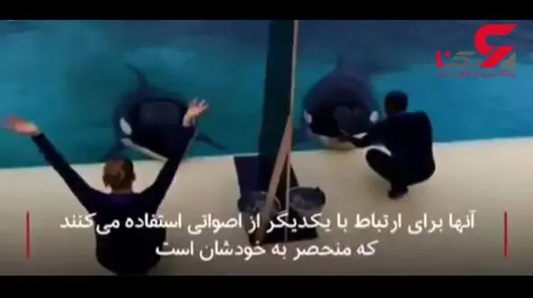 این نهنگ قاتل صدای آدم رو تقلید می کند! + فیلم