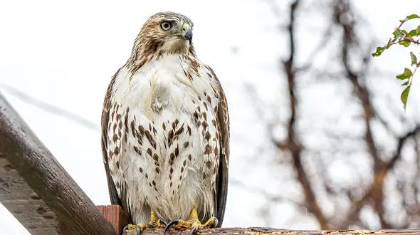آزادسازی باز گرفتار توسط جنگلبان + فیلم