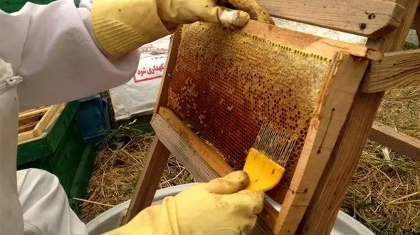 ممنوع الخروج شدن زنبورهای عسل از گلستان