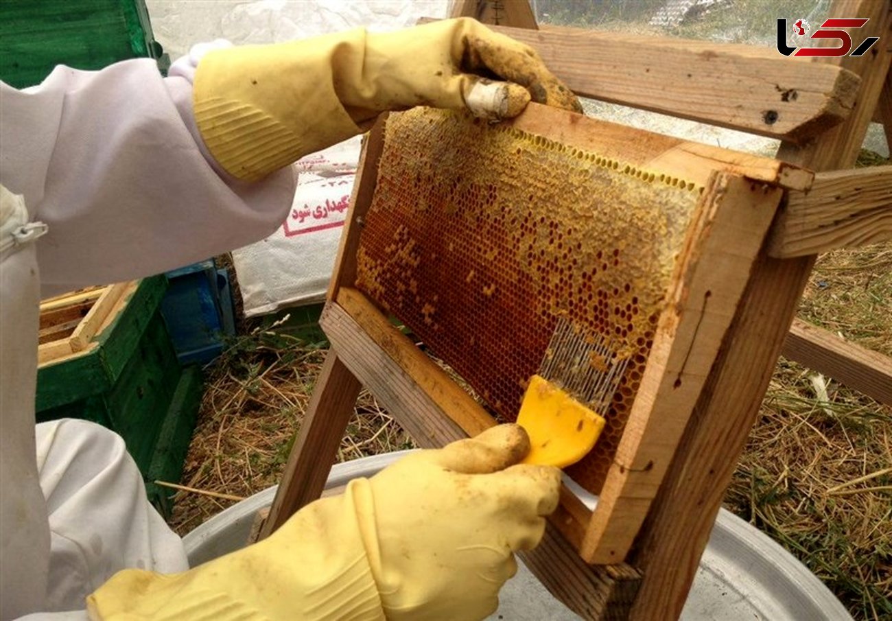 ممنوع الخروج شدن زنبورهای عسل از گلستان