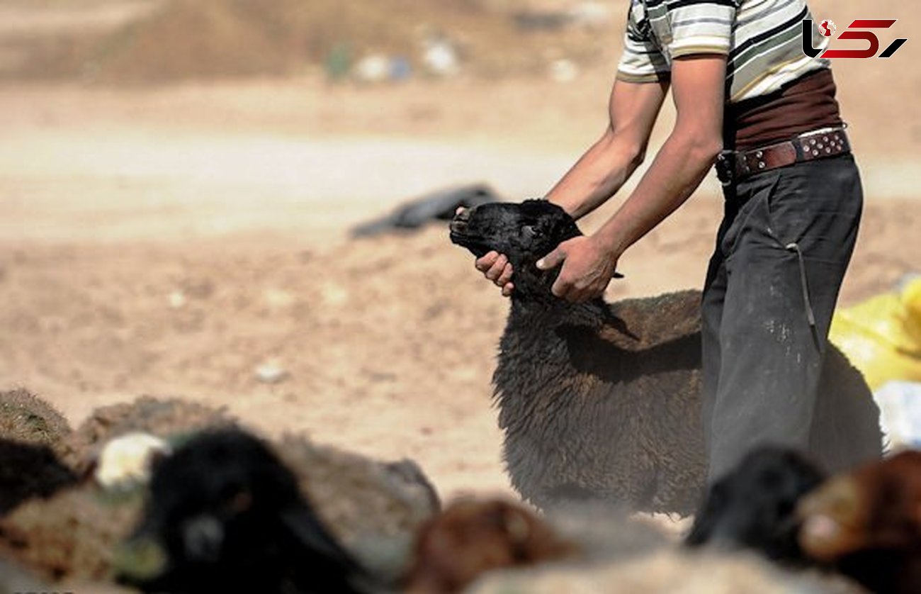 دستگیری سارق گوسفندان در خاتم
