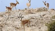 افزایش ۲۵ درصدی پستانداران وحشی علفخوار در قزوین