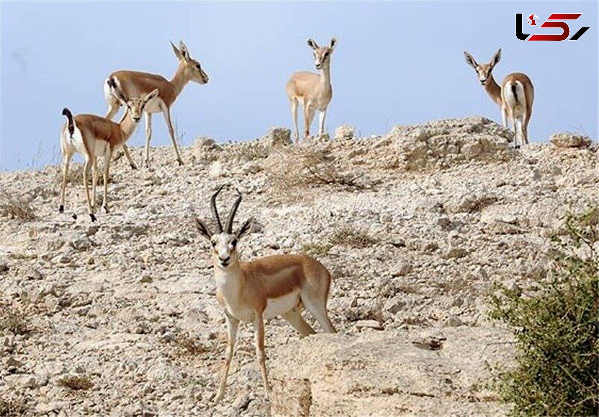 افزایش ۲۵ درصدی پستانداران وحشی علفخوار در قزوین