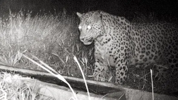 وجود پلنگ در جزیره کبودان دریاچه ارومیه !+ عکس