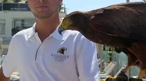 محافظت از مهمانان هتل گرند هایت با شاهین شکاری ! / عجیب ترین بادیگاردهای جهان !