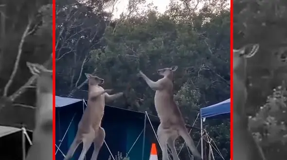 فیلم رقابت قدرتی کانگوروها