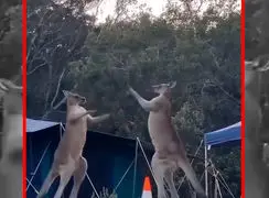 فیلم رقابت قدرتی کانگوروها