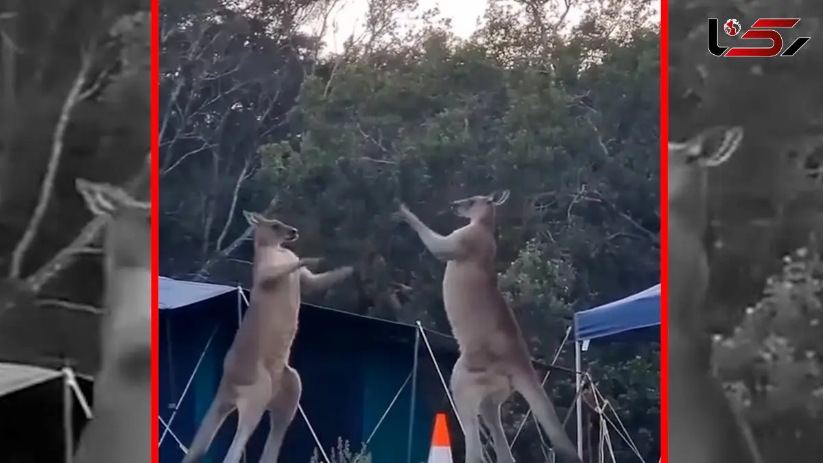 فیلم رقابت قدرتی کانگوروها