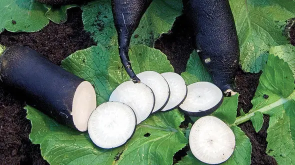 ترب سیاه دوست کبد