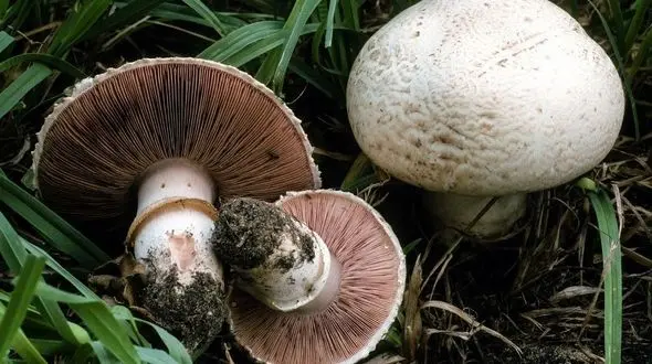 4 ساعت پیمایش مسیر کوهستانی برای نجات از مرگ