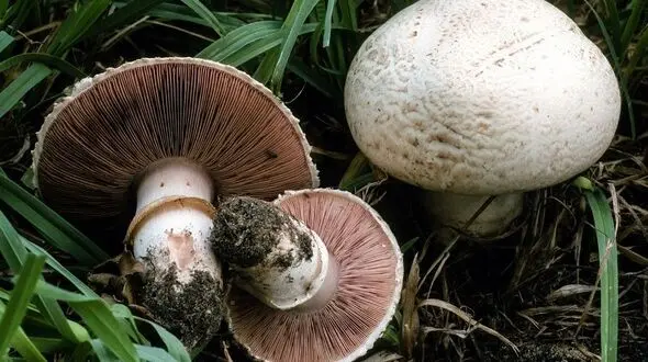 4 ساعت پیمایش مسیر کوهستانی برای نجات از مرگ