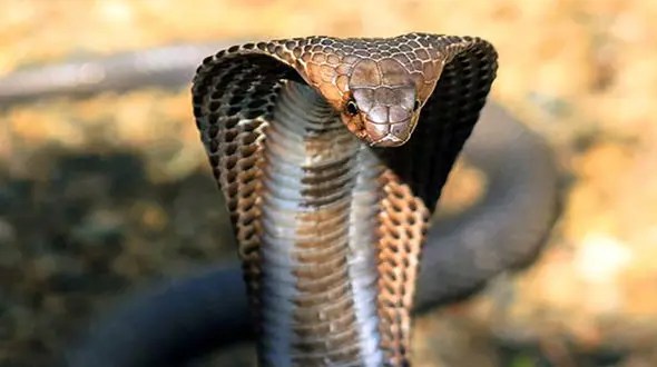 ببینید / شجاعت خیره‌کننده دختر جوان هندی در گرفتن دو مار + فیلم